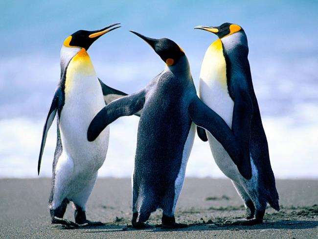 美しいかわいいペンギン画像集