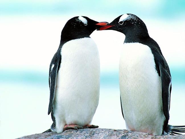 Colección de bellas imágenes de pingüinos lindos