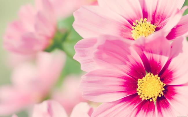 Top 50 de imagini cu cele mai frumoase și drăguțe imagini de fundal pentru telefon roz