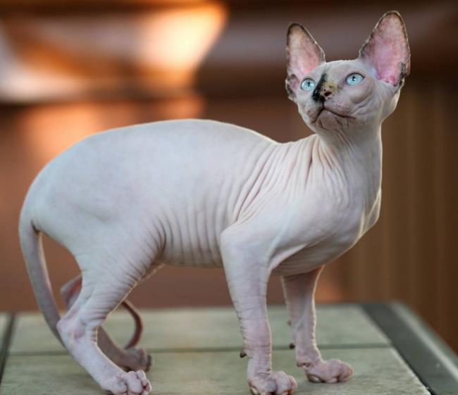 Sphynx kedi - en güzel Mısır kedisi topluluğu