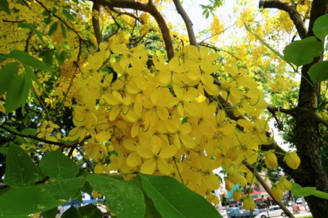 Łącząc zdjęcia najpiękniejszych kwiatów kanaryjskich