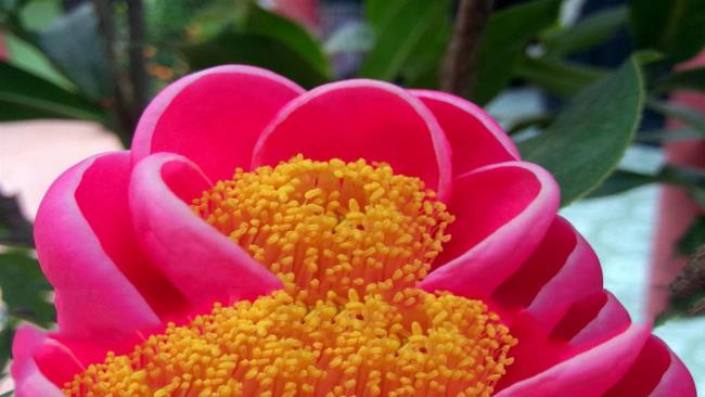 Beautiful begonia flower image 