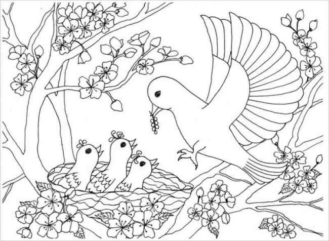 Collection of the most beautiful coloring pictures for baby birds