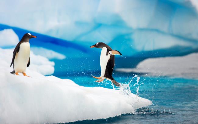 Koleksi gambar penguin comel yang cantik