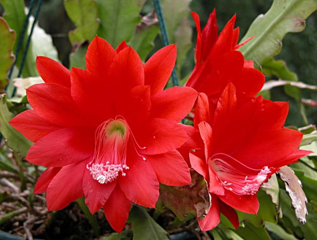 Красивые красные цветы quỳnh 