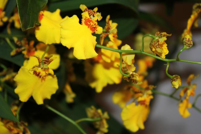 Краткая информация о самой красивой танцовщице орхидеи