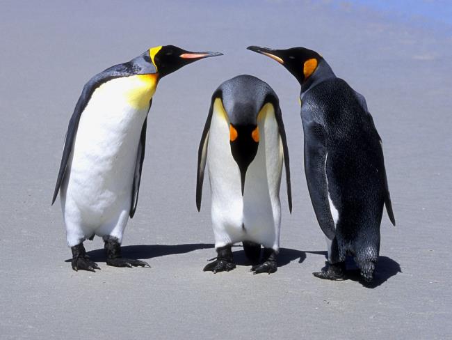 Koleksi gambar penguin lucu yang indah
