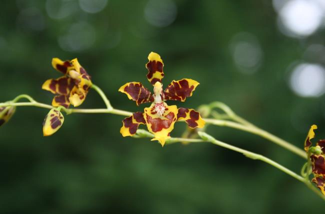 Resumo das mais belas orquídeas dançarinas