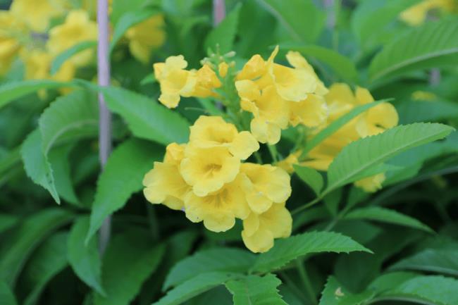 Kombinieren Sie Bilder der schönsten Kanarienblumen