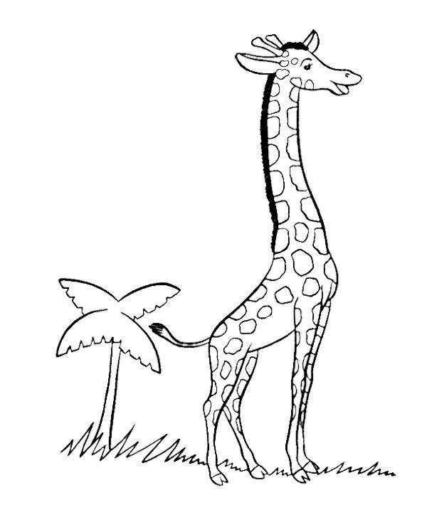 Colecția celor mai bune imagini de colorat cu girafă pentru copii