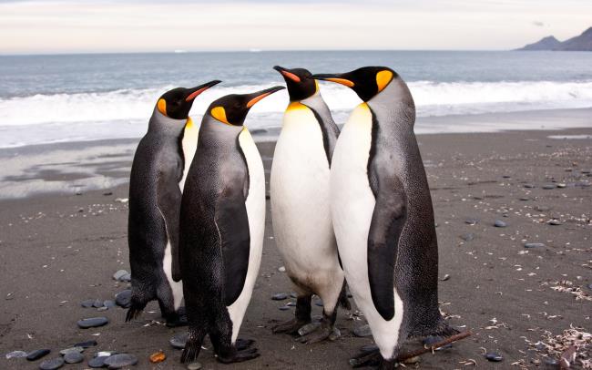 Коллекция красивых милых изображений пингвинов