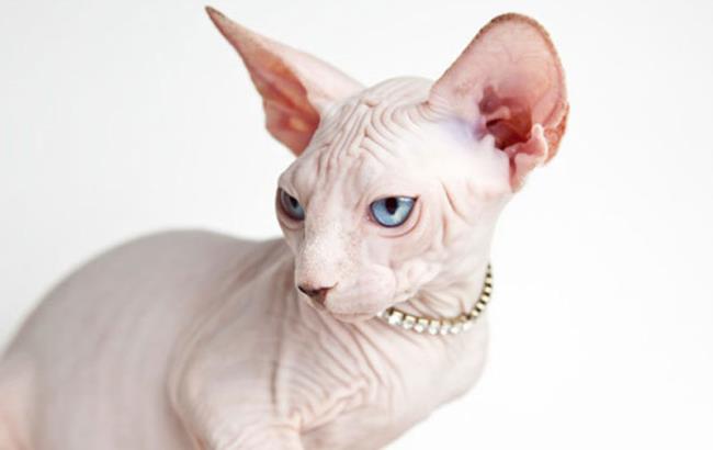 Sammlung von Sphynx-Katzen - die schönste ägyptische Katze