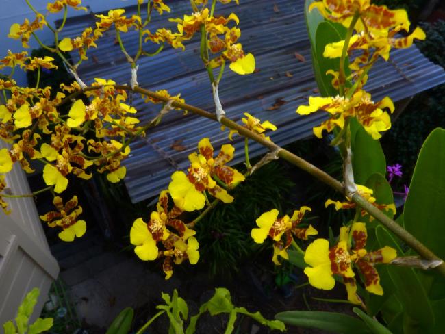 Łącząc zdjęcia najpiękniejszych żeńskich orchidei