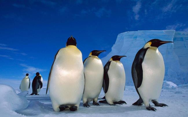 Koleksi gambar penguin comel yang cantik