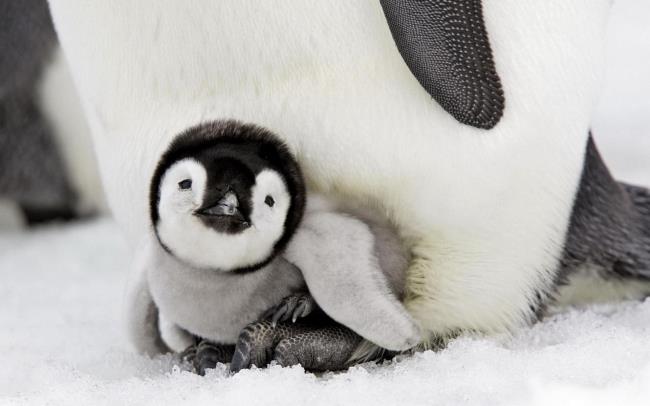 Verzameling van mooie schattige pinguïnafbeeldingen
