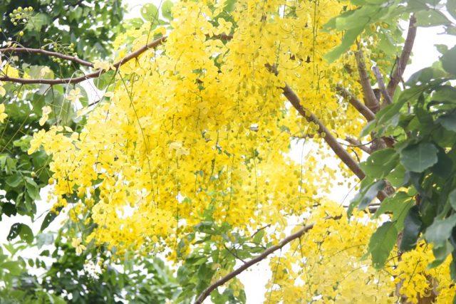 Combiner des images des plus belles fleurs de canaris