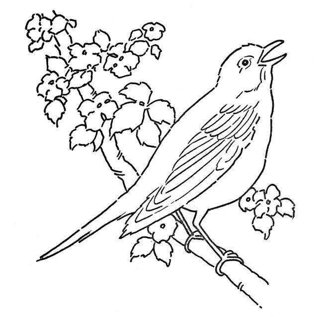 Collection of the most beautiful coloring pictures for baby birds