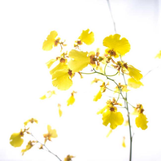 يجمع صور أجمل زهور الأوركيد الأنثوية