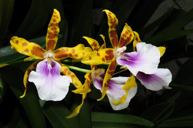Resumo das mais belas orquídeas dançarinas