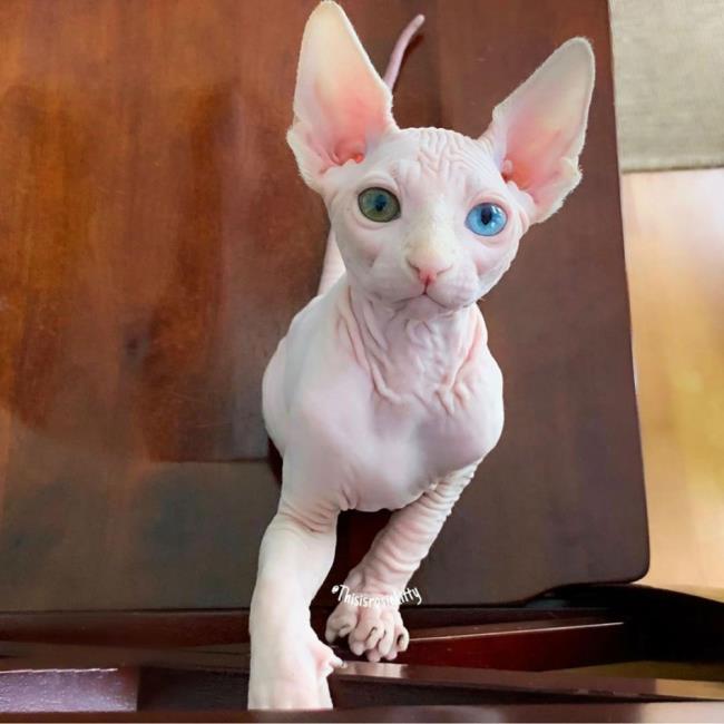 Sammlung von Sphynx-Katzen - die schönste ägyptische Katze