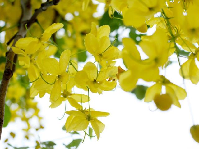 結合最美麗的金絲雀花的圖像