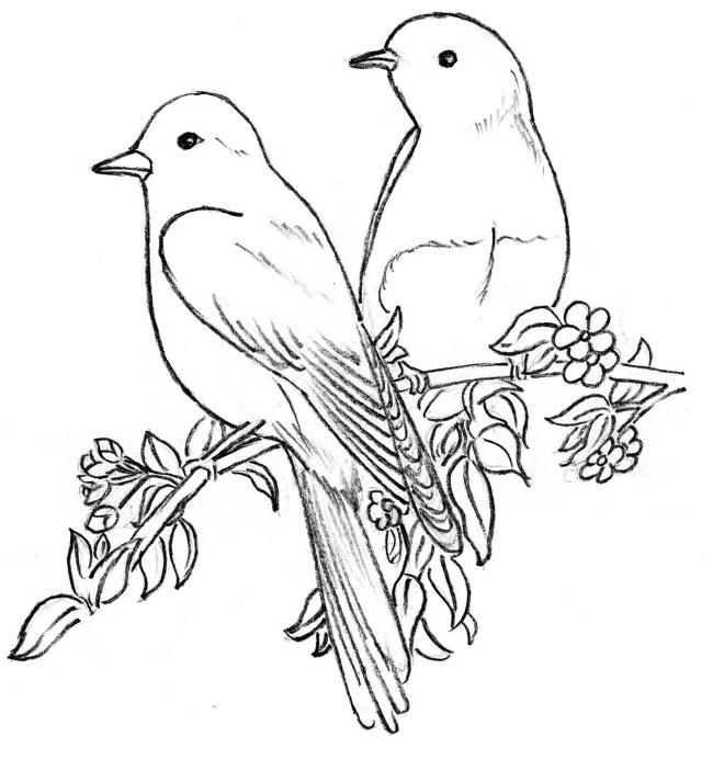 Collection of the most beautiful coloring pictures for baby birds