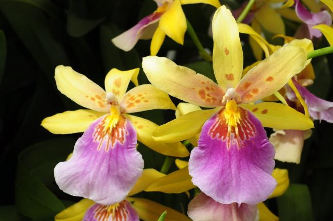 Afbeeldingen combineren van de mooiste vrouwelijke orchideeënorchideeën