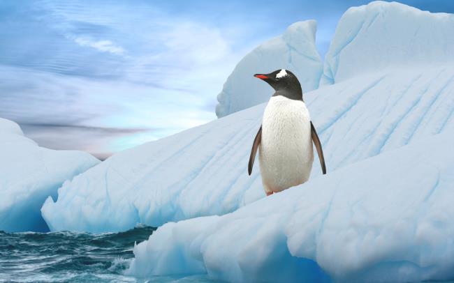 Colección de bellas imágenes de pingüinos lindos