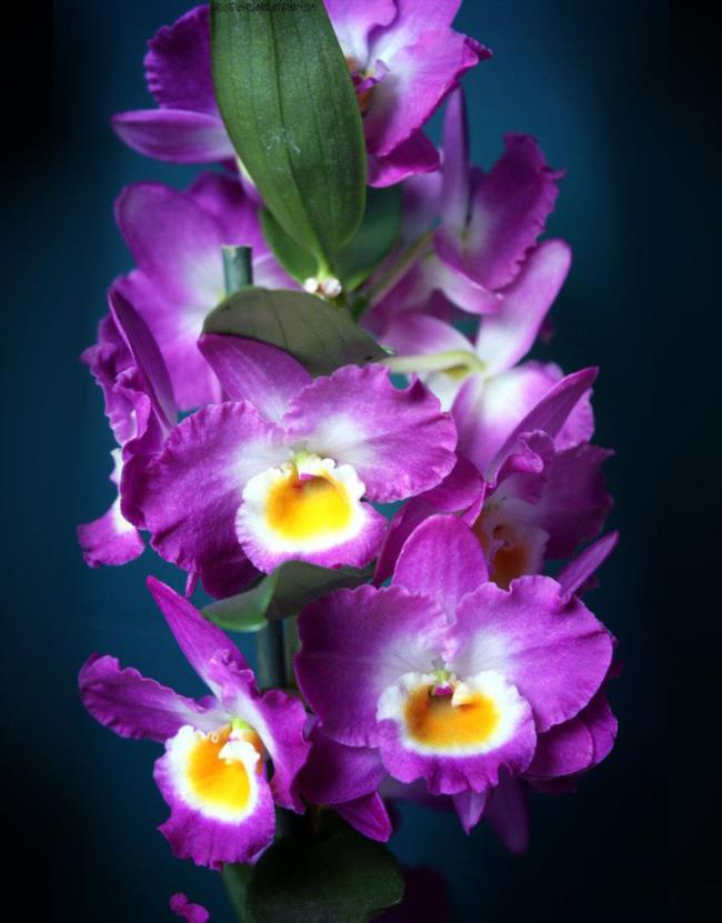 Résumé de la plus belle photo de pilons d'orchidée