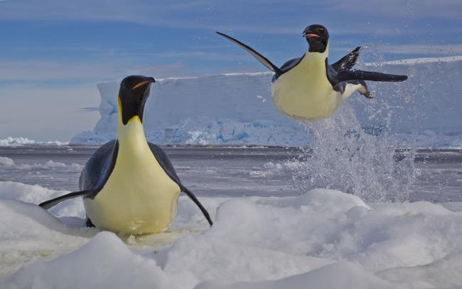 Güzel sevimli penguen fotoğraf topluluğu