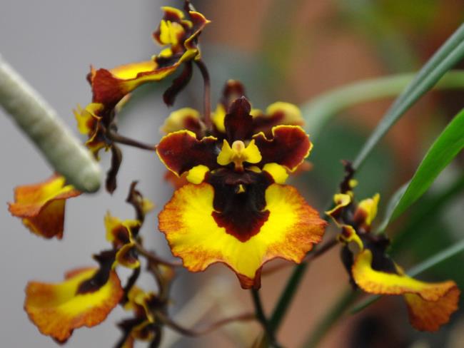 Menggabungkan gambar orkid wanita paling cantik