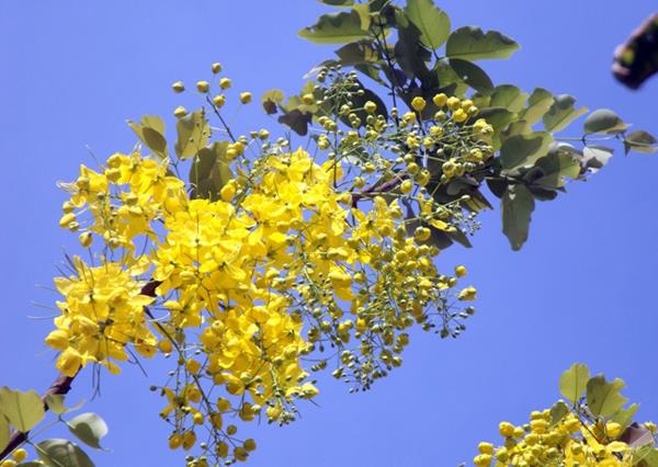 Łącząc zdjęcia najpiękniejszych kwiatów kanaryjskich