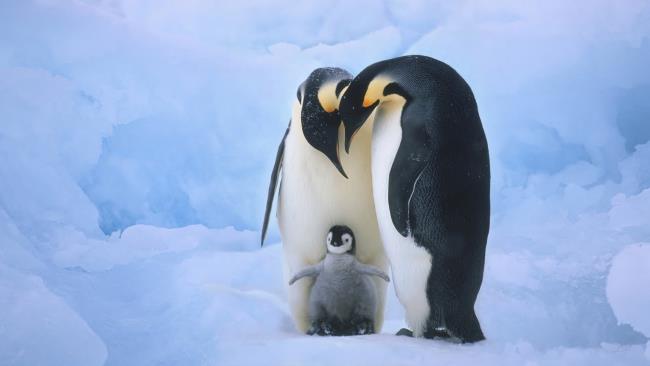 Sammlung von schönen niedlichen Pinguinbildern