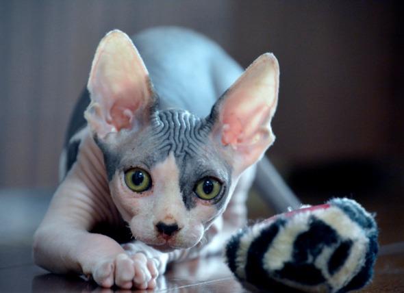 Sphynx kedi - en güzel Mısır kedisi topluluğu