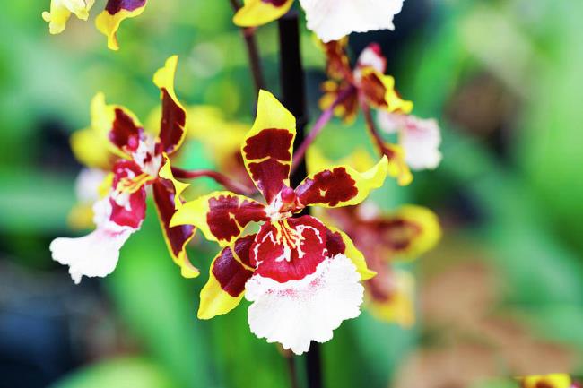 Afbeeldingen combineren van de mooiste vrouwelijke orchideeënorchideeën