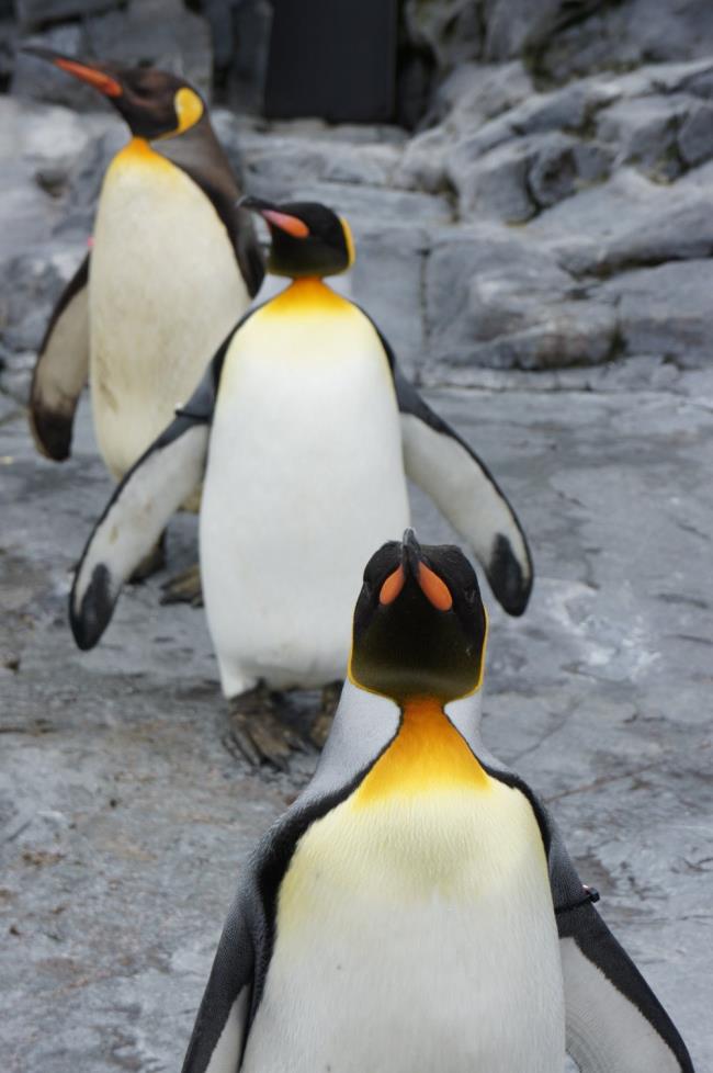 Koleksi gambar penguin lucu yang indah
