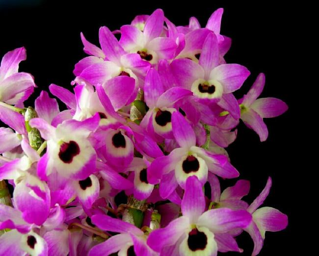 Resumo da mais bela foto de baquetas de orquídeas