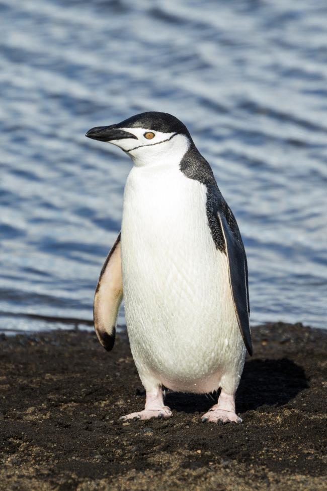 निःशुल्क सुंदर प्यारा पेंगुइन छवियों का संग्रह