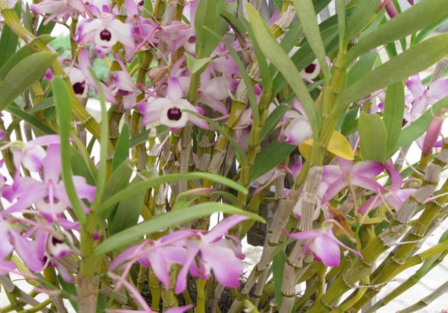 Résumé de la plus belle photo de pilons d'orchidée