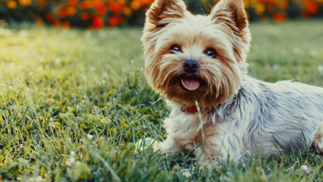 Colecție de cele mai frumoase imagini din Yorkshire Terrier