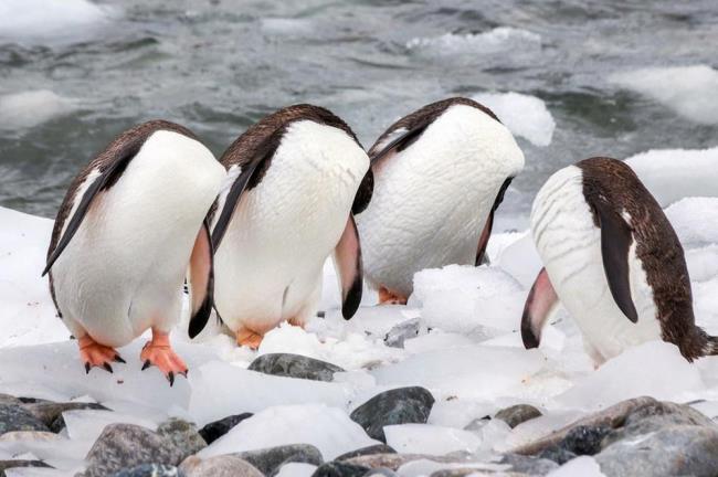 Collection de belles images de pingouin mignon