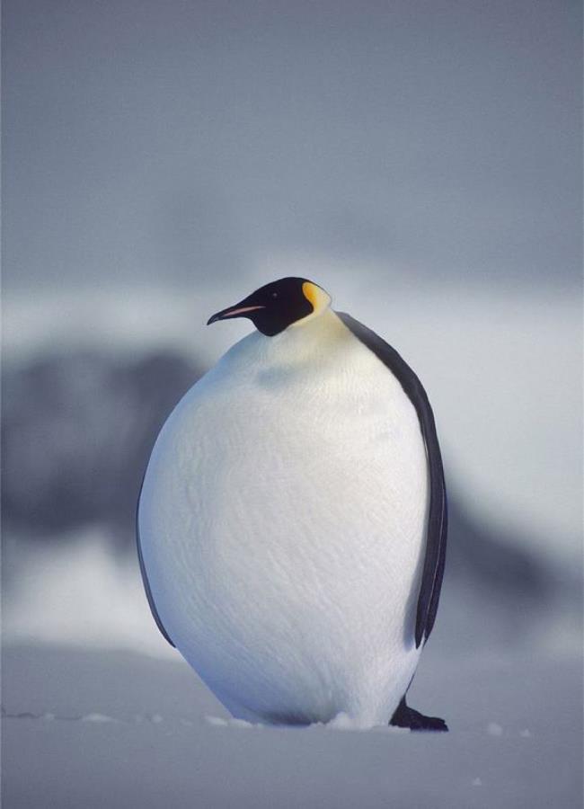 Coleção de imagens lindas pinguim fofo