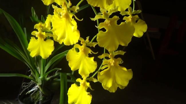 Łącząc zdjęcia najpiękniejszych żeńskich orchidei
