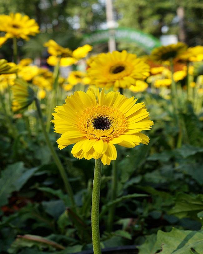 Güzel altın gerbera çiçek resmi