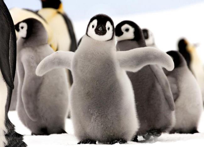Verzameling van mooie schattige pinguïnafbeeldingen