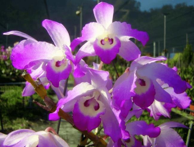 Coleção das mais belas orquídeas de coxas de frango