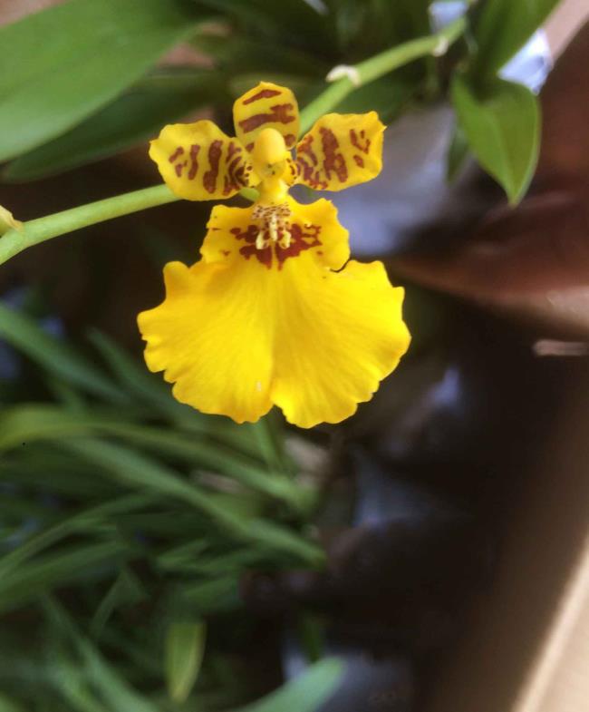 Combinando imágenes de las orquídeas orquídeas hembras más bellas