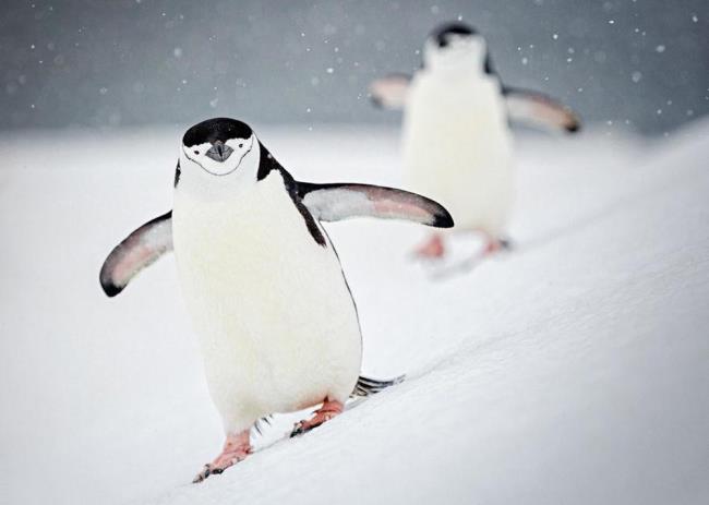 Güzel sevimli penguen fotoğraf topluluğu