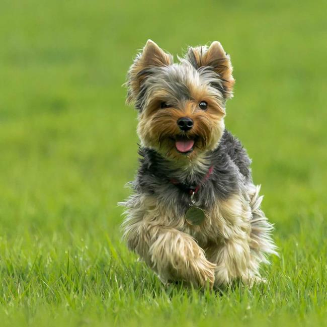 Sammlung der schönsten Yorkshire Terrier Bilder