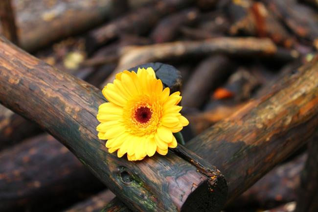 Imagem linda flor dourada gerbera